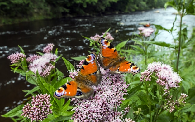 Photo gratuite papillons multicolores se bouchent