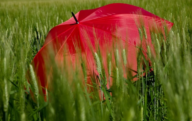 Parapluie Rouge Ouvert Dans L'herbe Verte