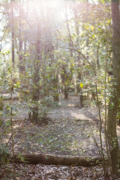 Parc avec des arbres au coucher du soleil