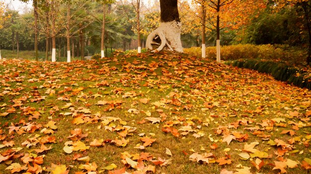 Parc avec des feuilles sèches sur le terrain