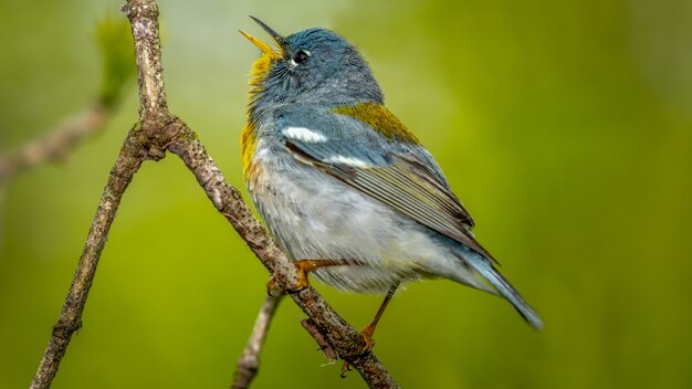 Parula du Nord sur une branche