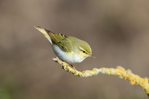 Paruline des bois adultes Phylloscopus sibilatrix, Malte, Méditerranée