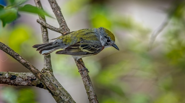 Photo gratuite paruline à flancs marron (setophaga pensylvanica)