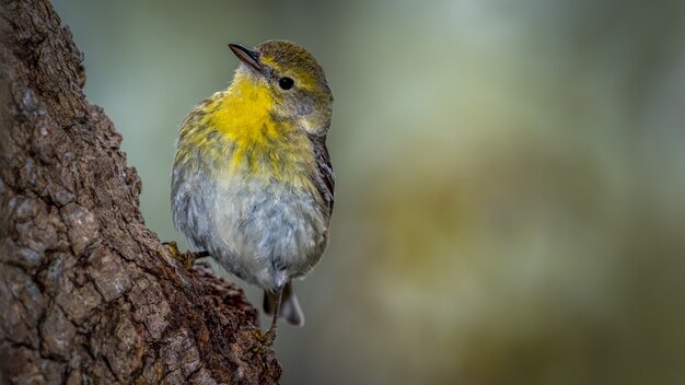 Paruline des pins