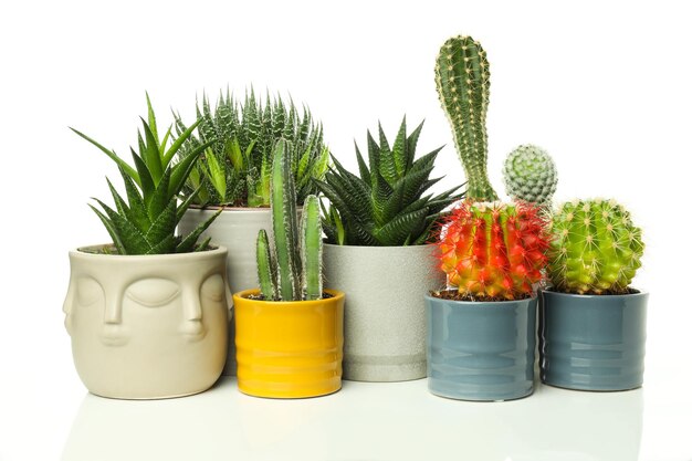 Passe-temps confortable cultivant des plantes d'intérieur cactus isolé sur fond blanc