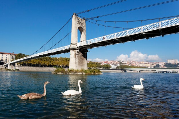 Passerelle et cygne