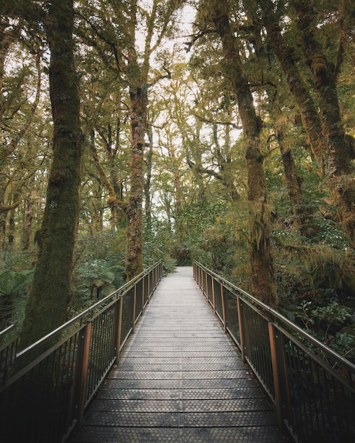 Photo gratuite passerelle dans une jungle tropicale