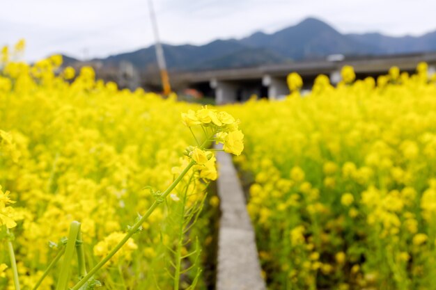 Passerelle étroite traversant un champ de fleurs jaunes