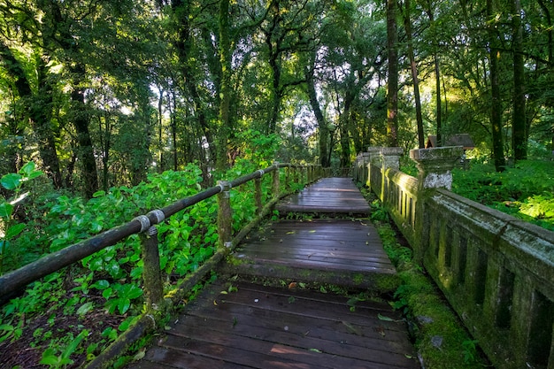 Photo gratuite passerelle vers la forêt