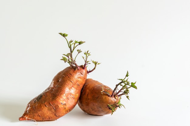 Les patates douces avec la culture de plantes