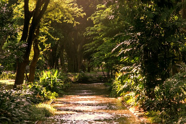 Patch à travers une forêt verte