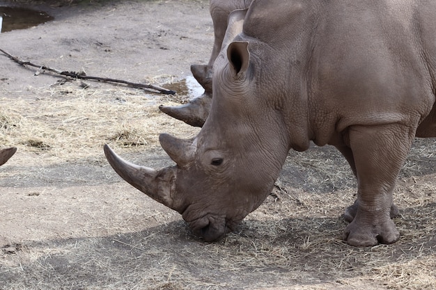 Photo gratuite le pâturage des rhinocéros gris pendant la journée