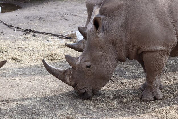 Le pâturage des rhinocéros gris pendant la journée