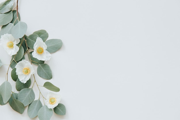 pavot blanc avec fond de feuilles d'eucalyptus