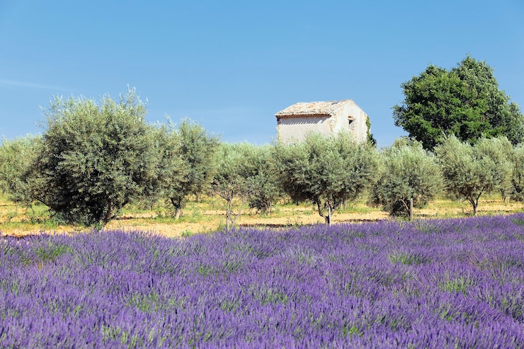 Photo gratuit pays de lavande