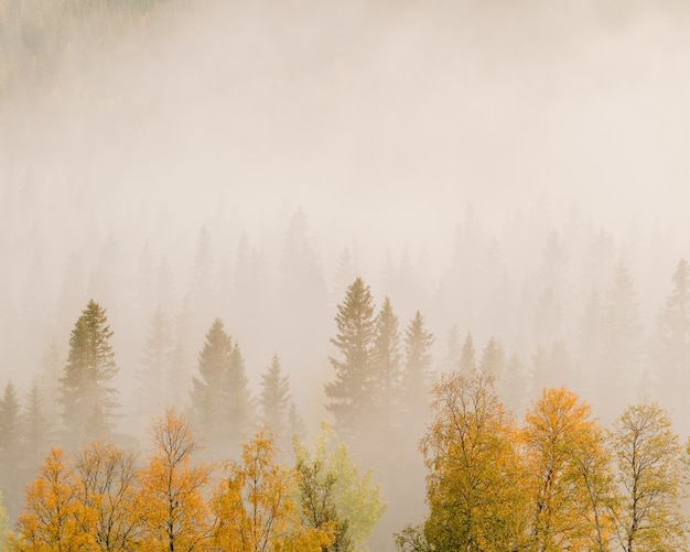 Paysage d'arbres aux feuilles colorées dans une forêt couverte de brouillard