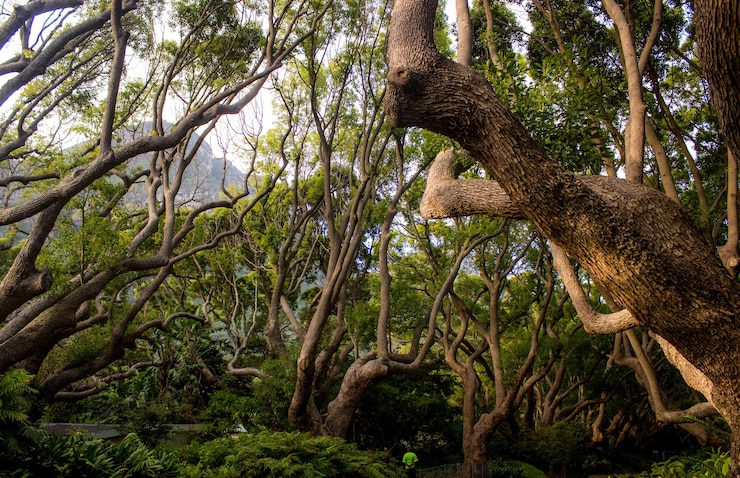 Photo gratuit paysage d'arbres et de buissons dans une jungle pendant la journée - parfait pour les concepts naturels