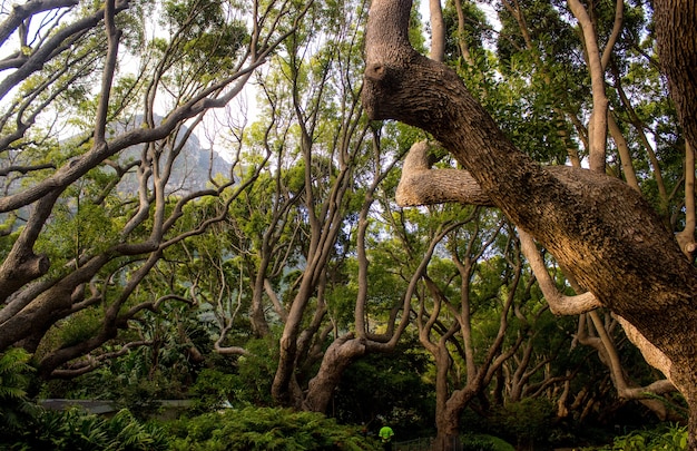 Paysage d'arbres et de buissons dans une jungle pendant la journée - parfait pour les concepts naturels