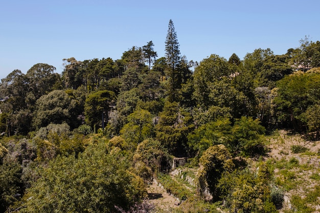 Photo gratuite paysage avec arbres et ciel bleu