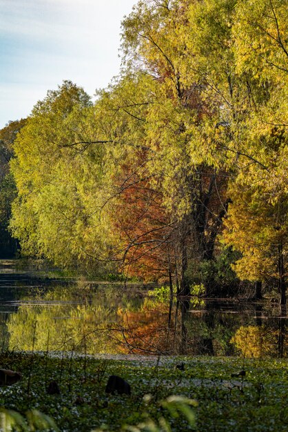 Paysage d'arbres reflet sur un lac entouré de verdure et de bois en automne