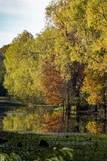 Paysage d'arbres reflet sur un lac entouré de verdure et de bois en automne