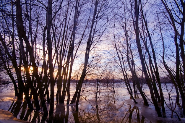 Paysage automnal avec des arbres effeuillés