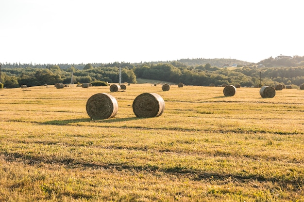 Photo gratuite paysage d'automne avec champ de hays