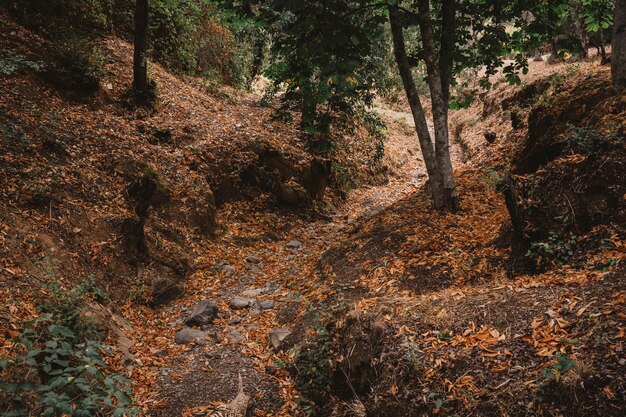 Paysage d&#39;automne en forêt