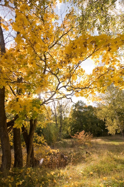 Photo gratuite paysage d'automne