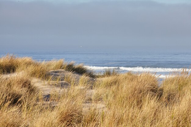 Paysage de beachgrass le matin à Cannon Beach, Oregon