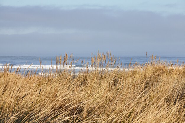 Paysage de beachgrass le matin à Cannon Beach, Oregon