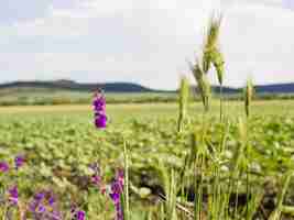 Photo gratuite paysage avec de belles fleurs violettes