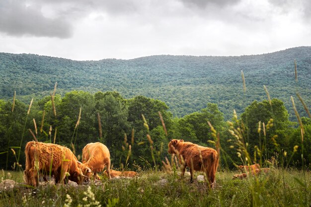 Paysage avec buffles sur prairie