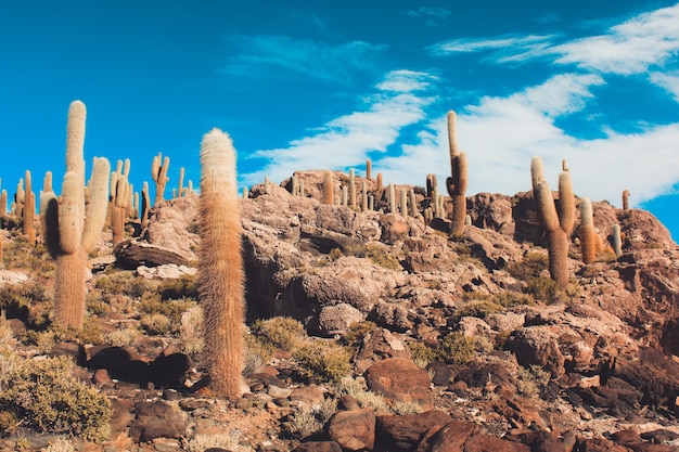 Paysage de cactus