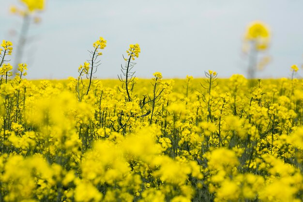 Paysage de champ agricole