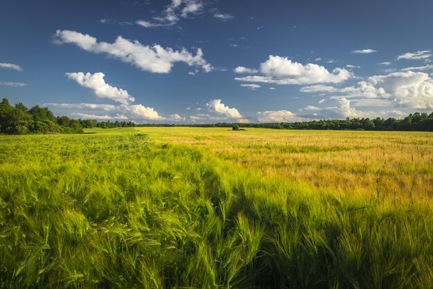 Paysage de champ de blé vert