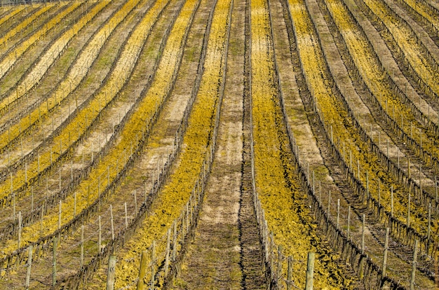 Photo gratuite paysage d'un champ dans une zone rurale sous la lumière du soleil