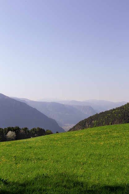 Paysage de champ d'herbe verte