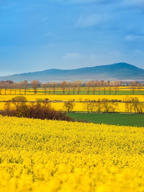 Paysage de champs de colza en fleurs