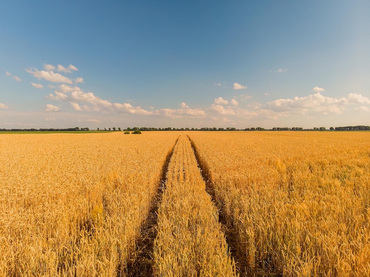 Photo gratuit paysage des cultures de récolte de champ de blé de ferme d'été