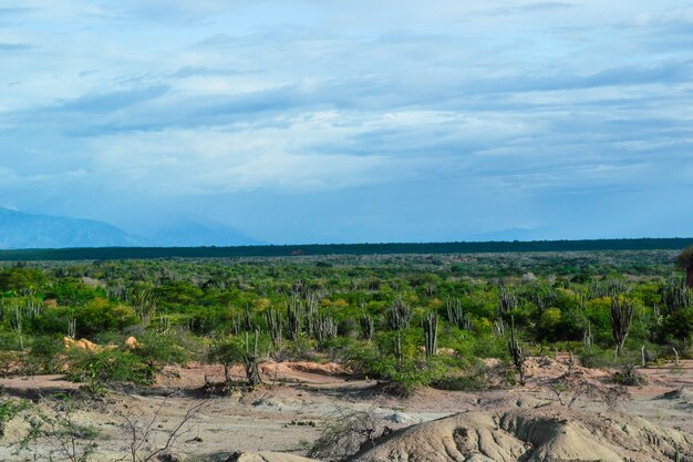 Paysage d'un désert