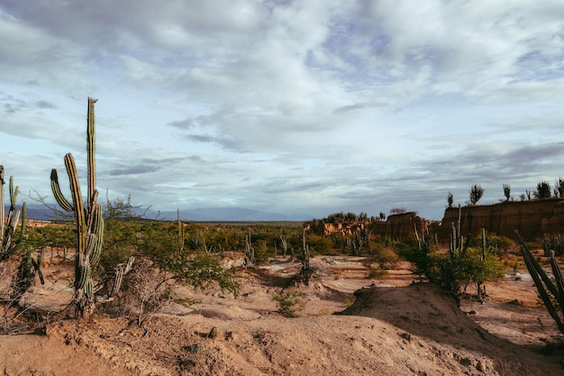 Paysage d'un désert