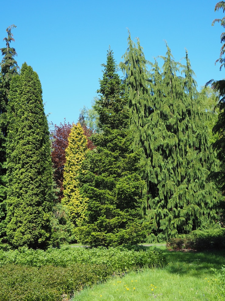 Photo gratuit paysage de différents types d'arbres touchant le ciel clair