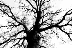 Photo gratuite paysage dramatique d'arbre noir et blanc