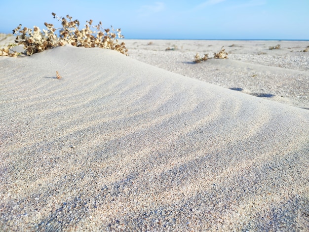 Paysage de dune de plage de mer ou d'océan avec du sable blanc et de l'herbe sèche