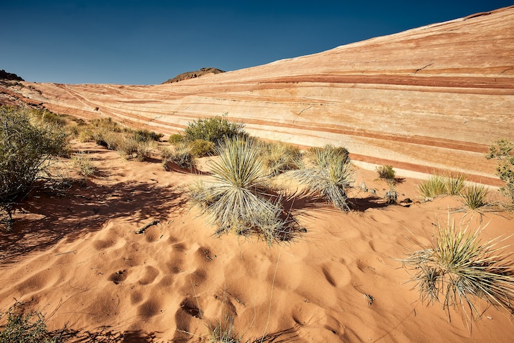 Photo gratuit paysage ensoleillé de la vallée de feu state park au nevada, usa
