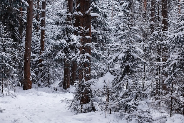 Paysage forestier d'hiver. de grands arbres sous la neige. jour glacial de janvier dans le parc.