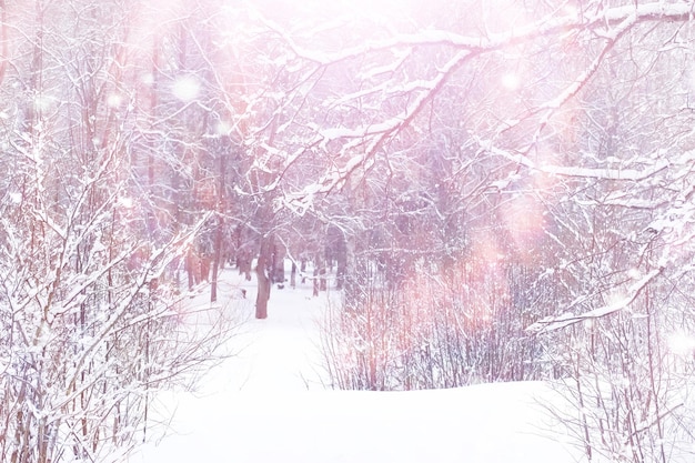 Paysage Forestier D'hiver. De Grands Arbres Sous La Neige. Journée Glaciale De Janvier Dans Le Parc. Photo Premium
