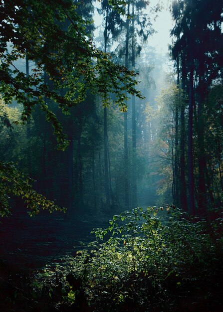 Paysage forestier mystérieux