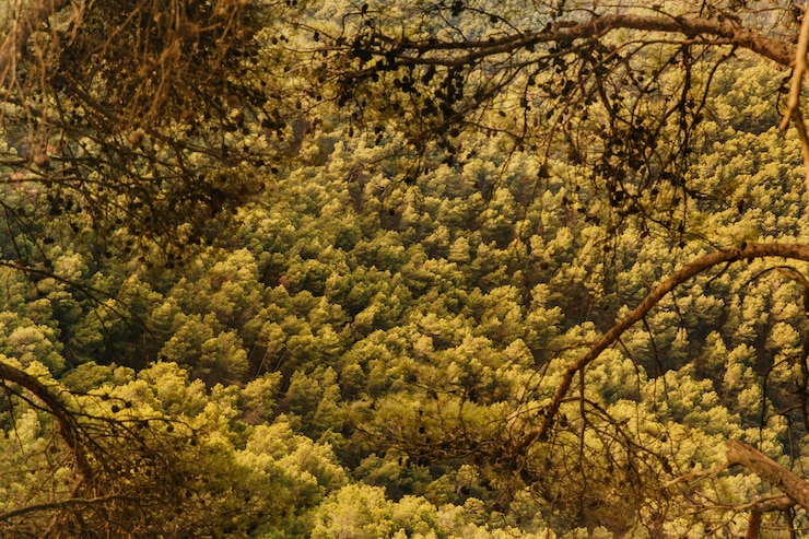 Photo gratuit paysage forestier vert